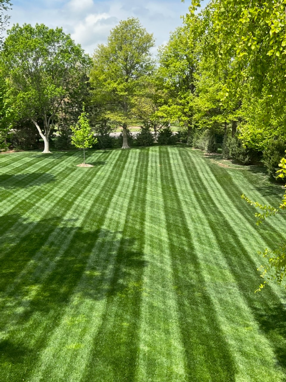 Lawn Maintenance in Louisville project 1