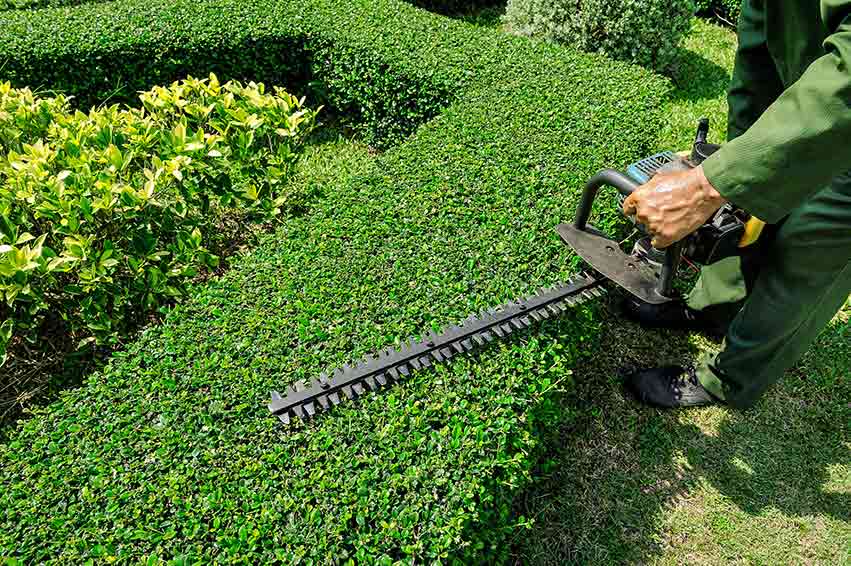 Shurb Trimming project 2