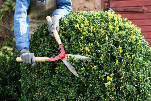 Shurb Trimming project 4