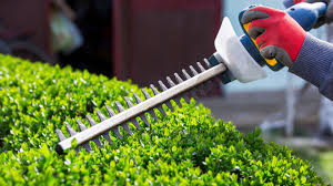 Shurb Trimming project 6