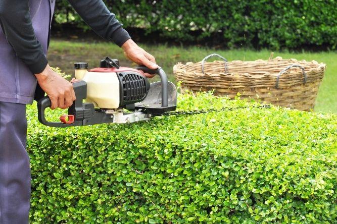 Shurb Trimming project 7